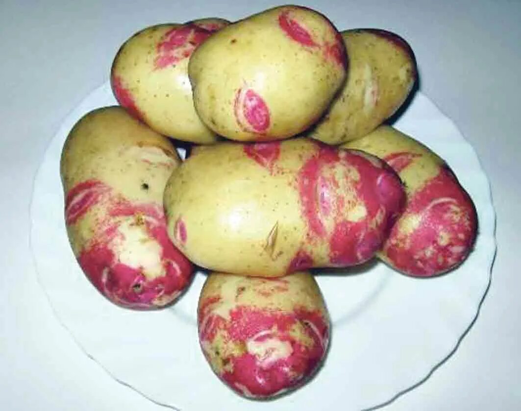 Пикассо описание сорта. Сорт картофеля пикассо. картофель сорт рябуха. сорт пикассо. сорт картофеля пикассо характеристика.