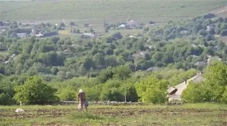 Куничи молдова. Село Кунича. Село Кунича Каменский район. Кунича Молдова. : Село Кунича Каменского р-на Молдова.