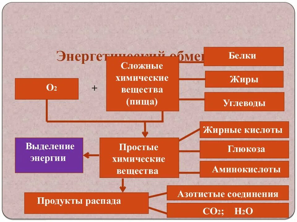 Обмен веществ белки жиры углеводы. Схема обмена веществ в клетке энергетический. схема процессов энергетического обмена. энергетический обмен веществ схема. этапы энергетического обмена схема.