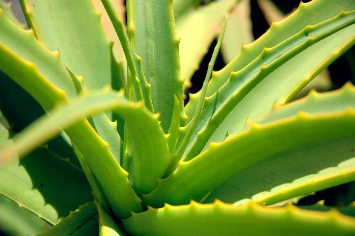 Aloe via. Алоэ Барбадосское. Алоэ столетник.