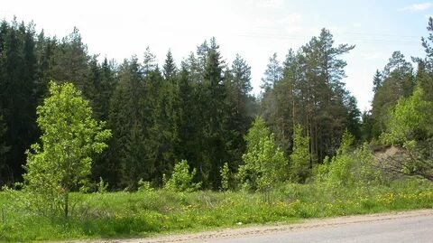 Лес возле
