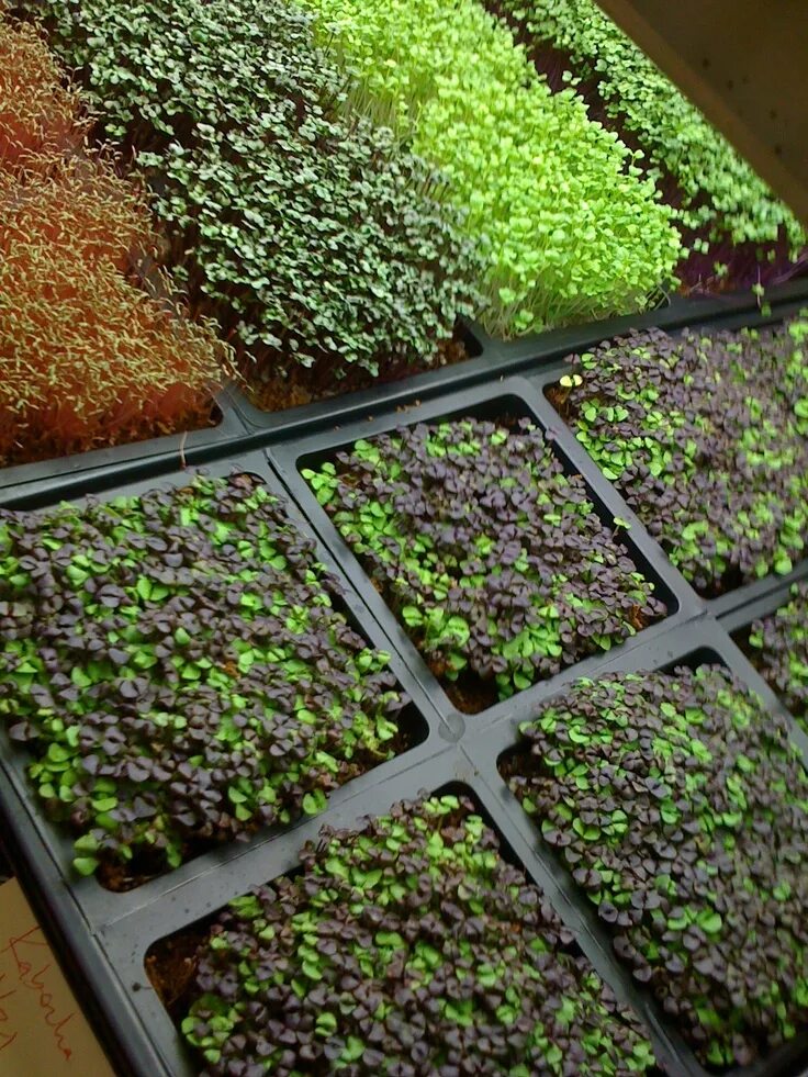 Микро ферма. Микрозелень конопли. Микрозелень чиа. Micro Green микрозелень. Бархатцы микрозелень.