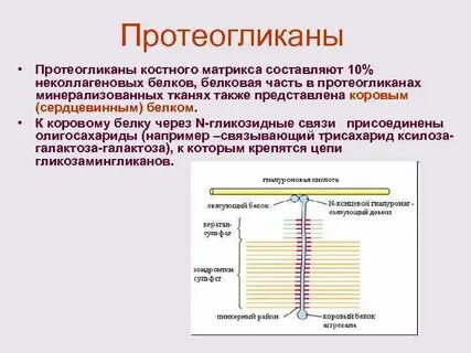 Белки костной ткани