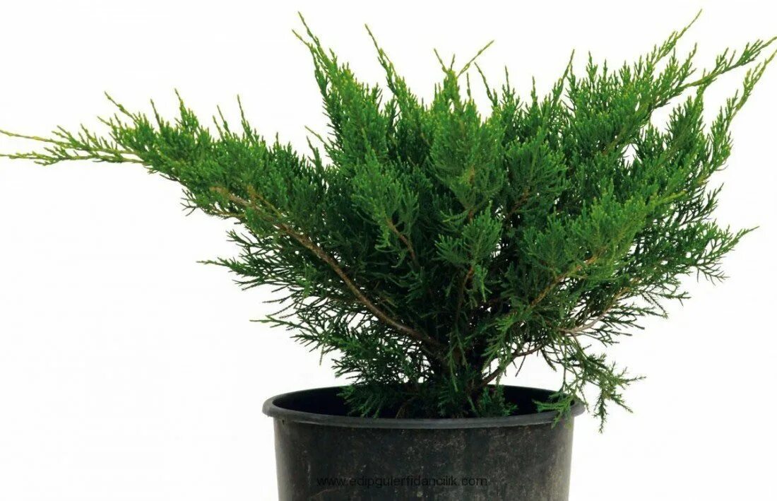 Juniperus media