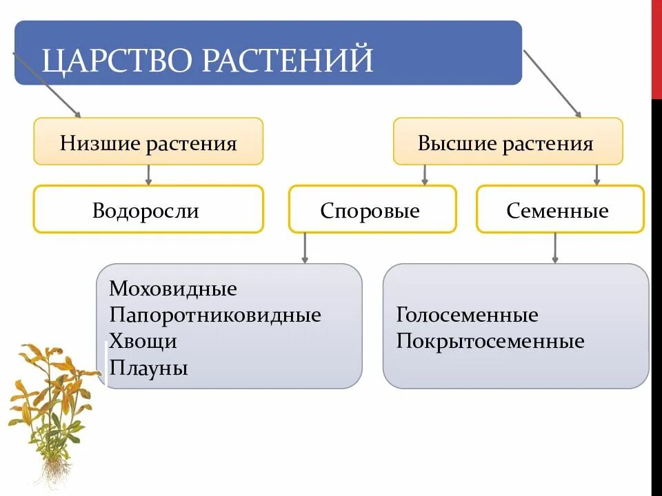 К какому царству относятся водоросли