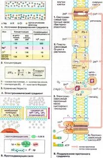 Энергия мембранного градиента протонов