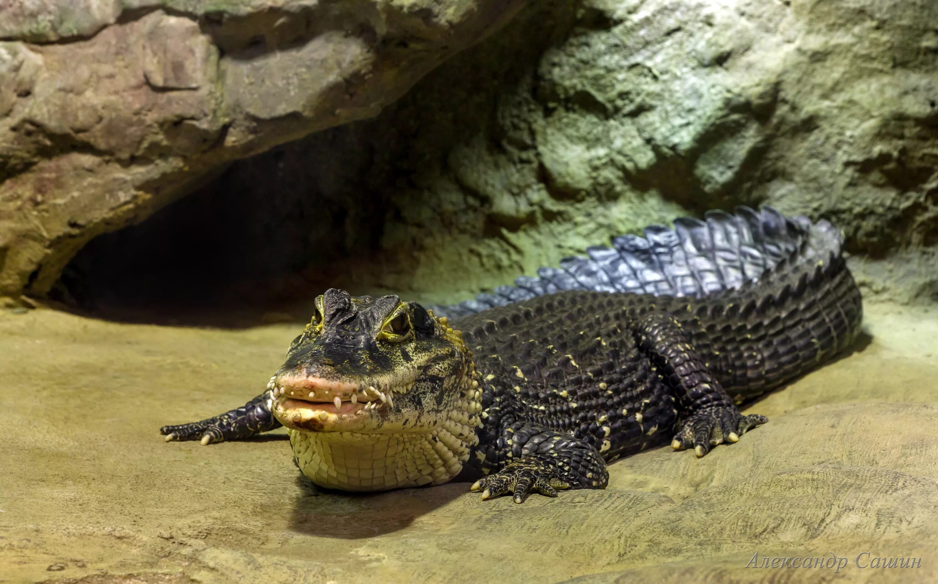 Кайман животное. Крокодиловый (очковый) Кайман. Крокодиловый Кайман Caiman crocodilus. Черный Кайман крокодил. Чёрный Кайман / Melanosuchus Niger.