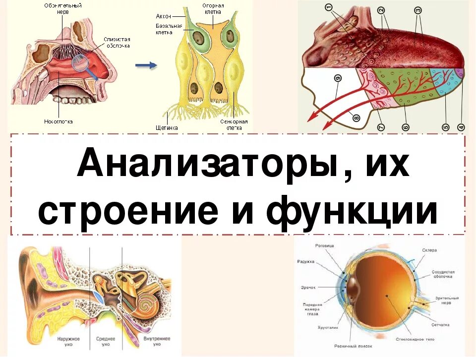 Биология 8 класс нервная система анализаторы. Анализаторы человека анатомия строение и функции. Анализатор анализатор строение и функции. Строение и функции органов чувств и анализаторов. Анализаторы биология 8 класс.