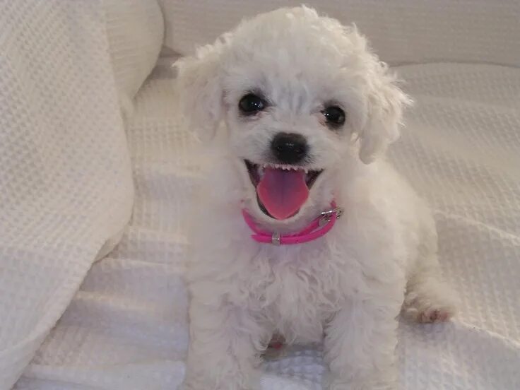 Dogs For Sale?' We Need To Talk Dog breeds, Beautiful dogs, Unique dog breeds