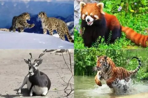 4 ка животные