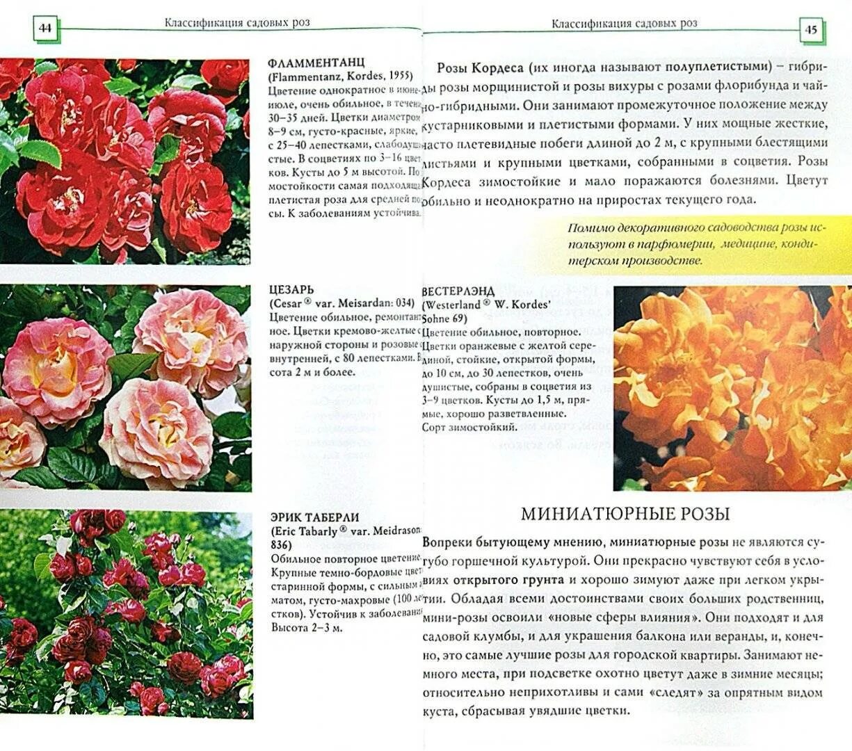 Розы флорибунда описание посадка и уход. Розы флорибунда сорта зимостойкие. Розы флорибунда описание посадка и уход. Розы флорибунда описание посадка и уход. Розы флорибунда описание посадка и уход.