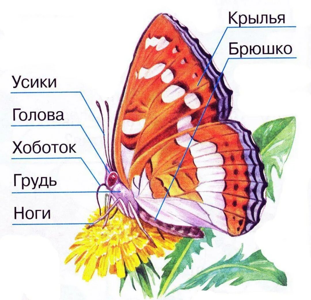 Брюшко функции