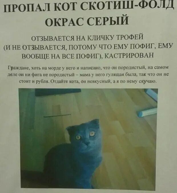 Объявления о пропаже питомца. Объявление о пропаже кота смешные. смешные объявления о пропаже. потерялся кот объявление. пропал кот объявления.