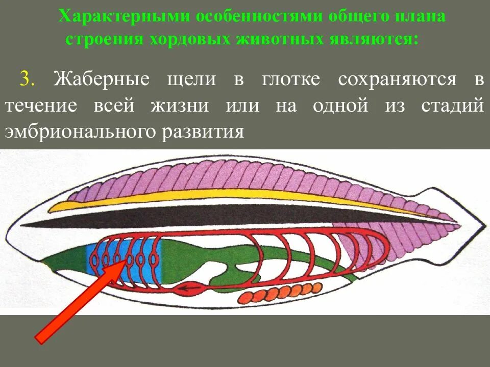 Биология тест тип хордовые. Ланцетник жаберные. Общий план строения хордовых. План строения хордовых животных. Признаки хордовых.