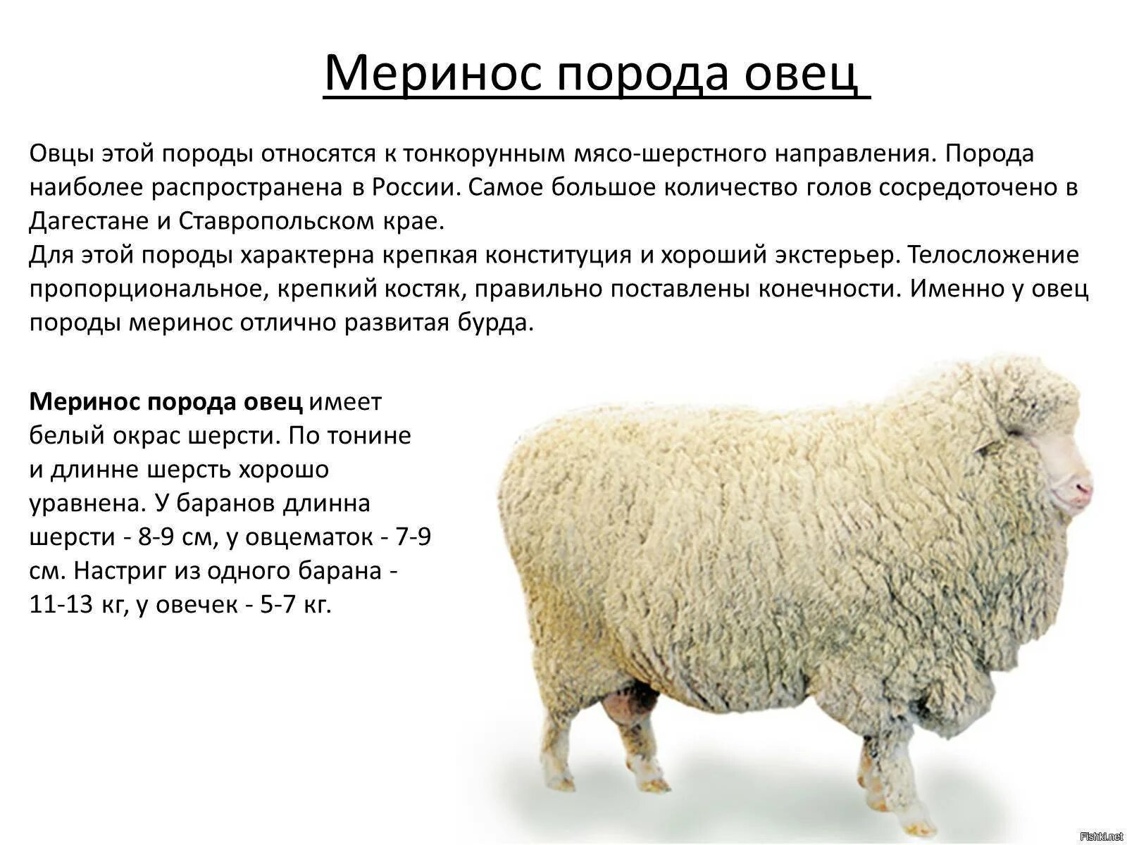 Какие овцы дают высококачественную шерсть