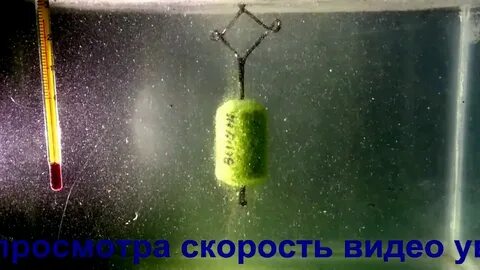 Планктон на толстолоба