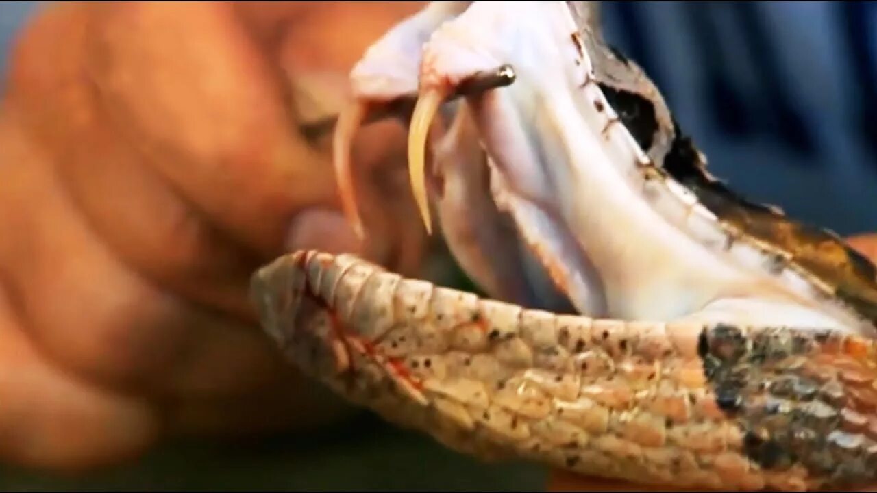 Габонская Гадюка опасная Змея 8 кг и Самые длинные зубы Amazing Animals TV 1 - Y