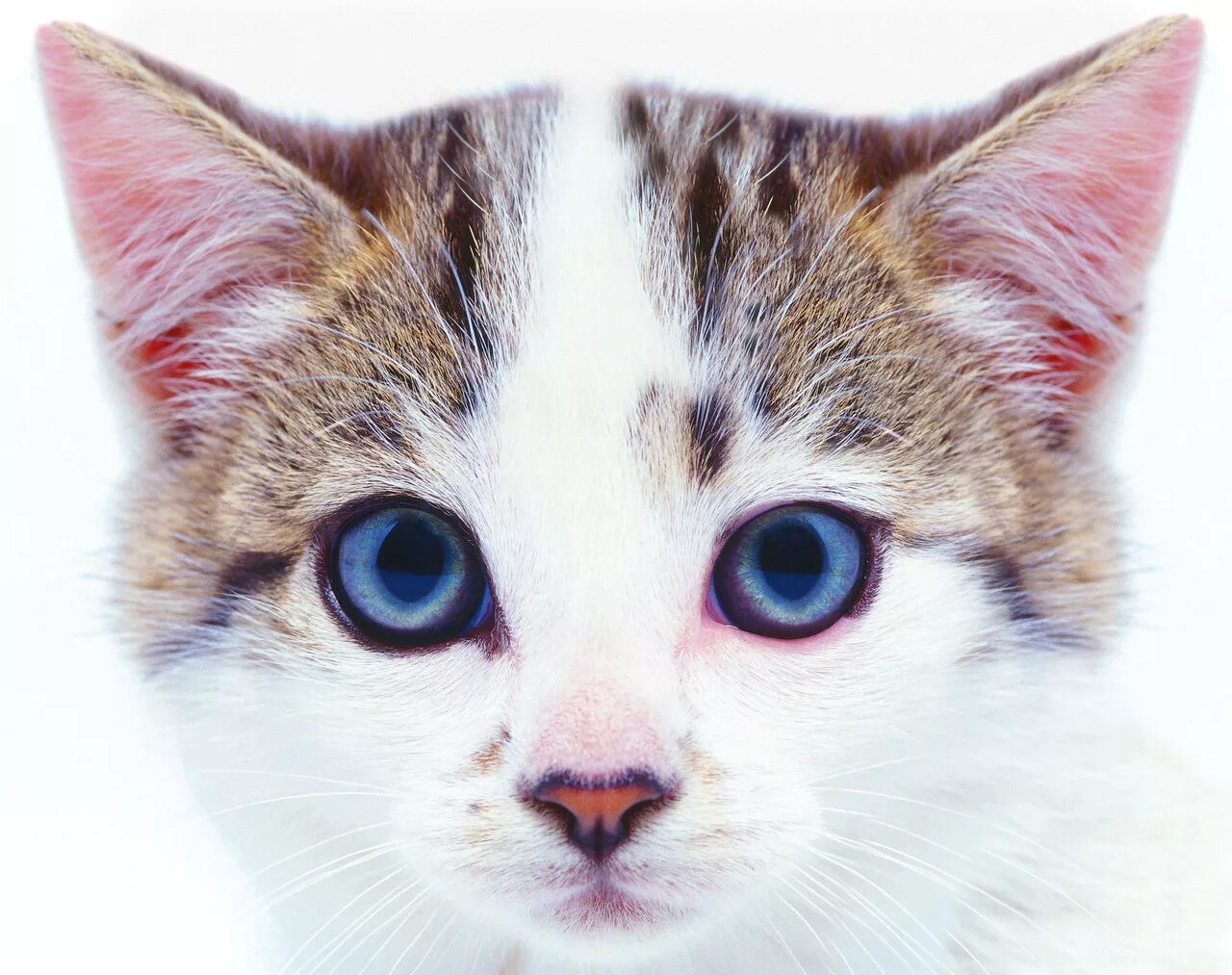 Лицо котенка. Морда кота. лицо котика. голова кота. кошачья мордочка для фотошопа.