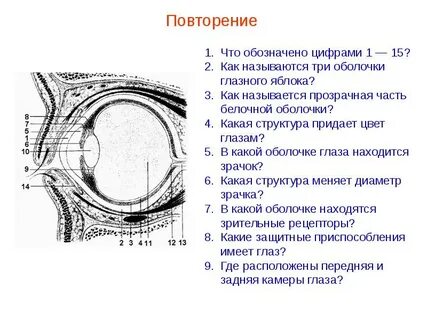 Оболочка глаза содержащая пигмент