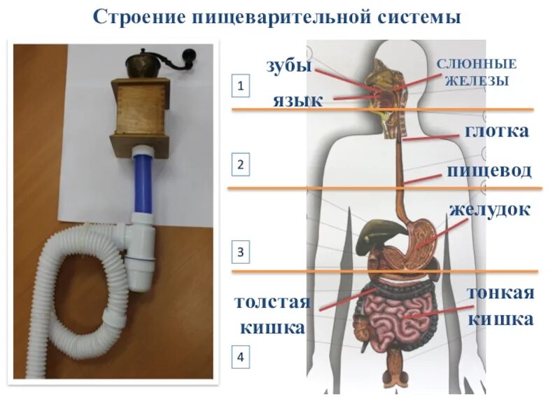 Пищеварительная система пищевод. Путешествие по пищеварительной системе человека. Путешествие бутерброда по пищеварительной системе. Путешествие бутерброда по пищеварительной системе человека. Путешествие бутерброда по пищеварительной системе человека 8 класс.