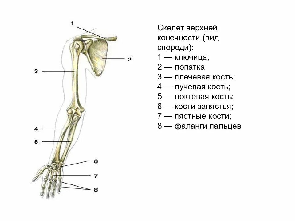 Сколько конечностей верхних конечностей. Скелет свободной верхней конечности плечевая кость. Строение верхней конечности анатомия. Строение костей верхней конечности. Строение скелета верхней конечности. Пояс верхней конечности.