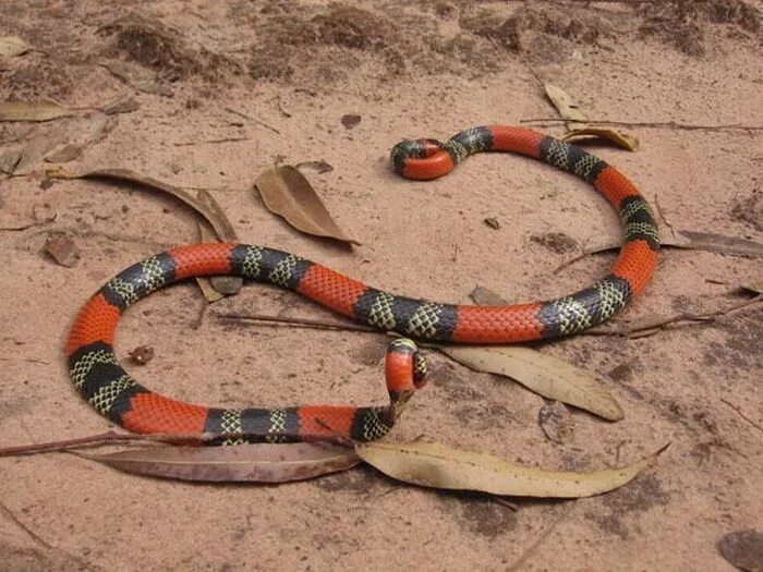 Как выглядит самая опасная змея This snake is a killer of killers UQ News The University of Queensland, Aust