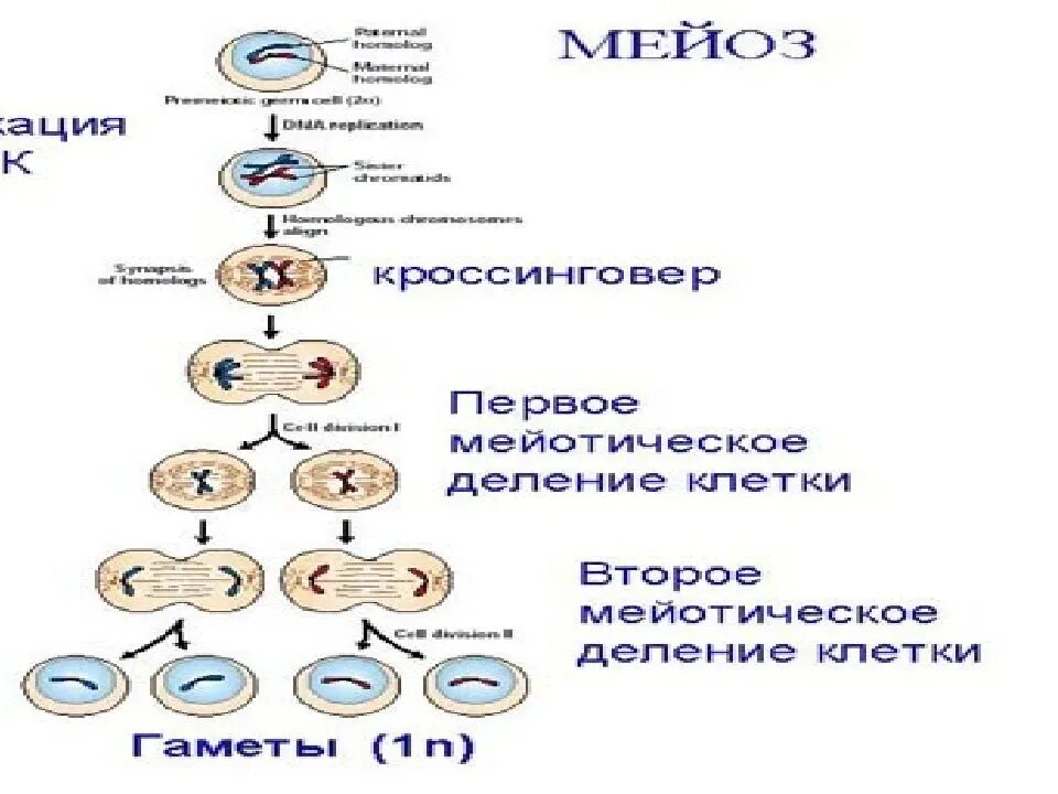 Схема митоза и мейоза. Способ деления митоза и мейоза. Митоз и мейоз таблица. Типы деления клеток митоз и мейоз. Митоз прямое деление клеток