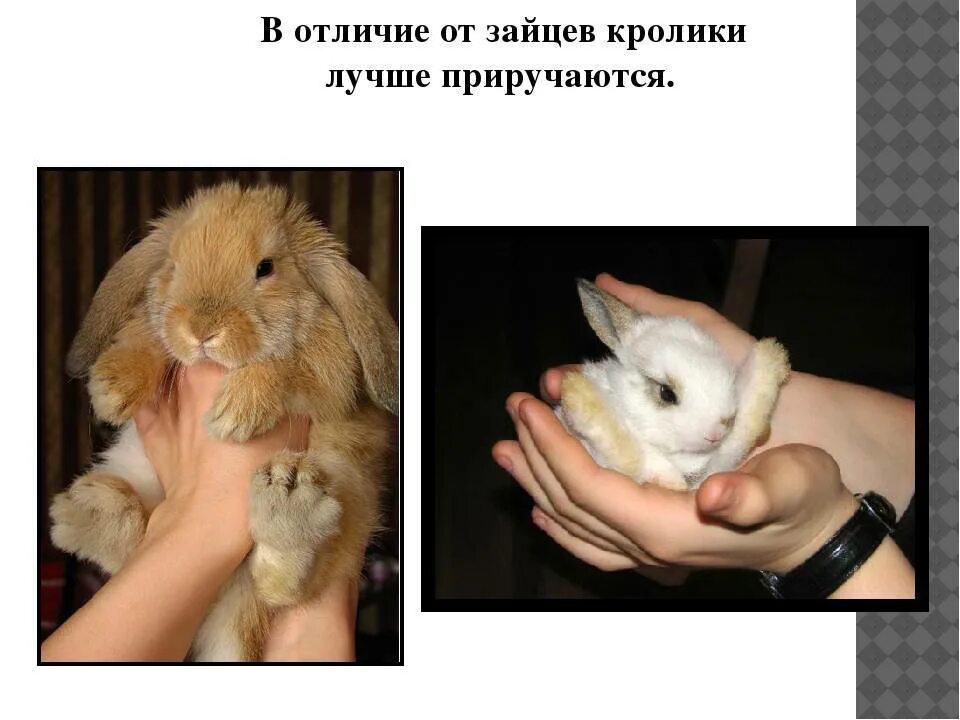 Заяц и кролик отличия. Разница между кроликом и зайцем. Заяц и кролик разница. Различие кролика и зайца. Против зайчика