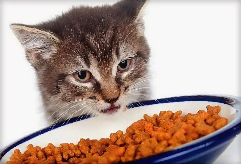 Как научить котенка кушать самостоятельно. Кошка ест влажный корм. котенок ест корм. приучения котят кушать. кот ест мокрый корм.