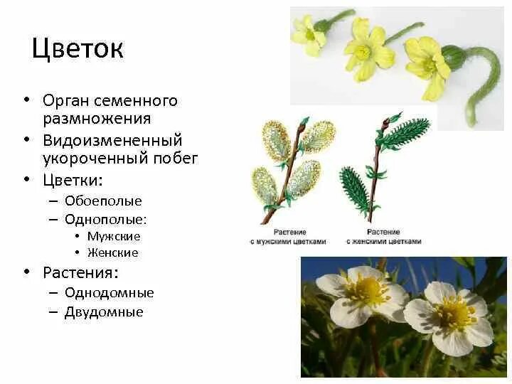 Двудомными называют растения у которых развиваются цветки. Однодомным двудомным обоеполым однополым. Ива однодомное или двудомное. Цветки однополые растение двудомное. Цветки однополые, растение однодомное.