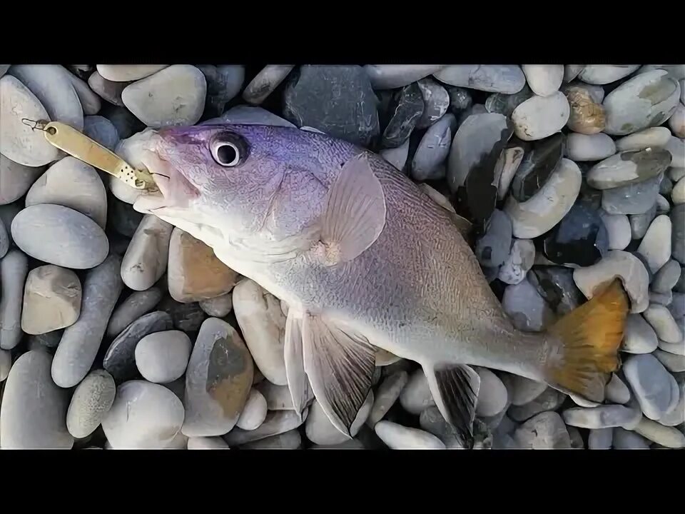 Красноперка озерная. Буффало гибрид карася. Красноперка scardinius erythrophthalmus. Рыбалка в кстово. Карасик в аквариуме.