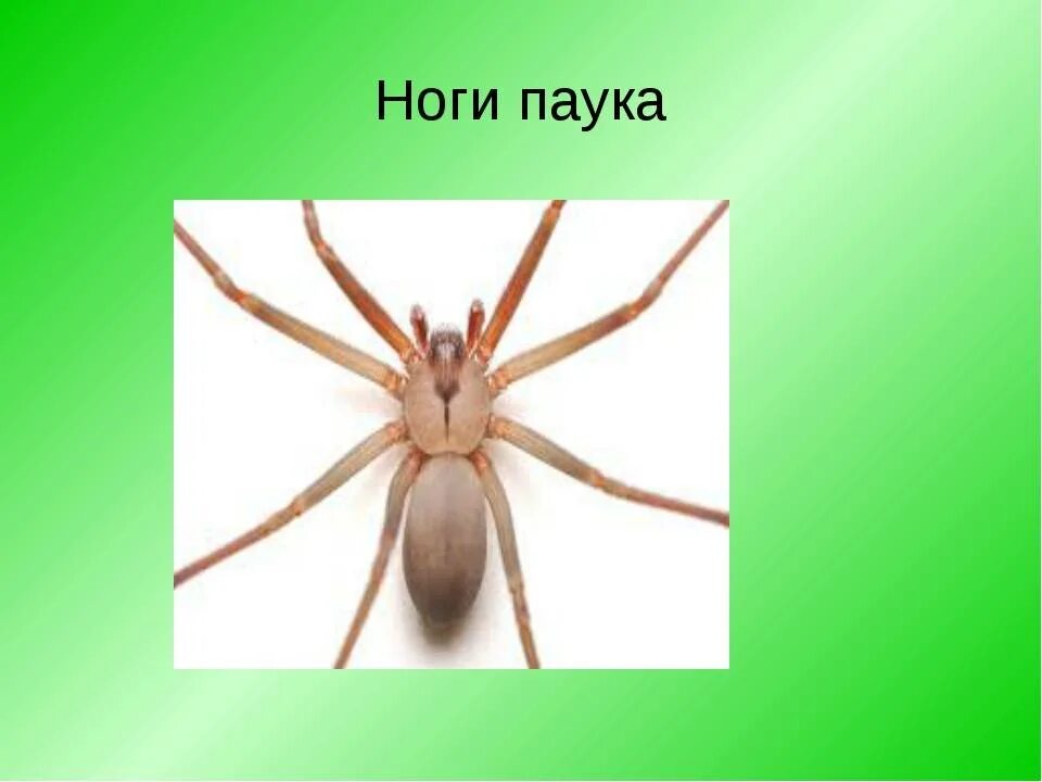 Число ног у паукообразных. Сколько ног у паука. паук 8 ног. ноги паука. восемь ног у паука.