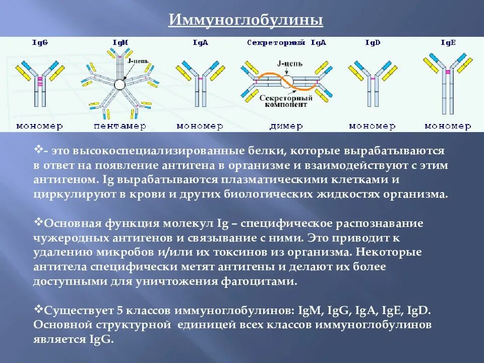 Сдать иммуноглобулин g. Классы иммуноглобулинов, участвующие в регуляции иммунного ответа. Классы антител IGG, IGM, iga,IGE.. Классы иммуноглобулинов иммунология. Димер иммуноглобулина g.