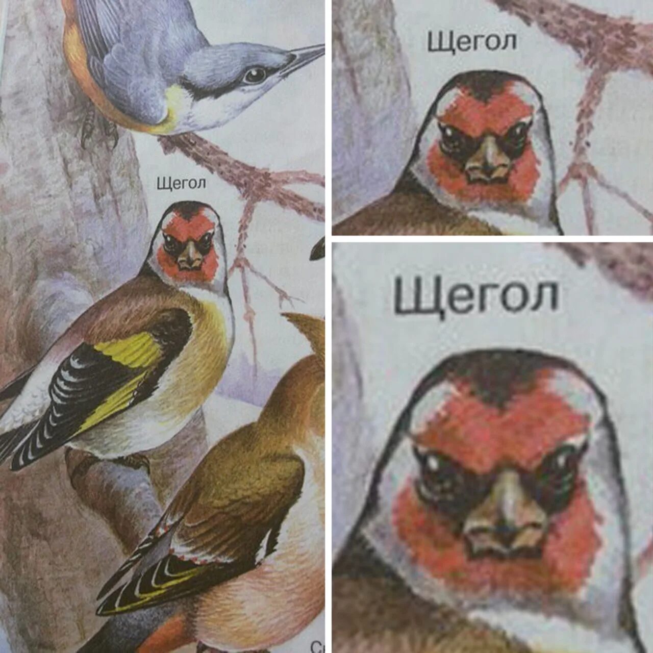 Даже у птиц забавные встречаются имена текст. Мемы с птицами. Щегол. Щегол Мем. Шутки про птиц смешные.