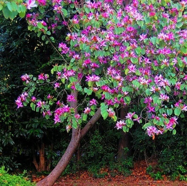 Орхидейное дерево выращивание. Баухиния пурпурная орхидейное. Орхидейное дерево. Баухиния орхидейное. Баухиния орхидейное дерево комнатное.