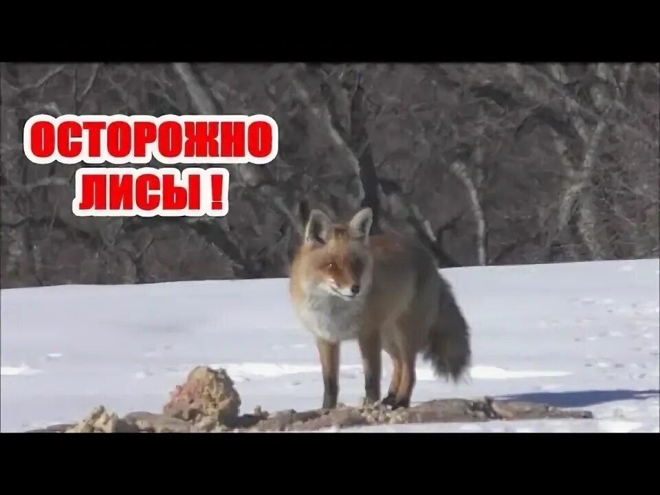 Табличка осторожно белки. Осторожно лисы. Табличка осторожно бешенство. Профилактика бешенства. Осторожно лисы.