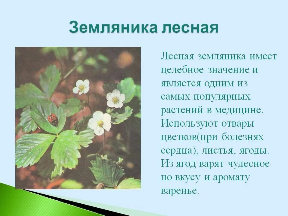 Какие листья используют в медицине