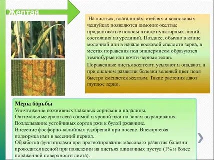 Информация о грибковых заболеваниях культурных растений