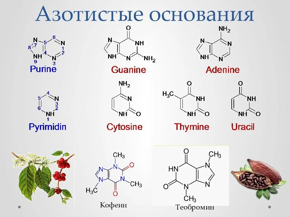 Структурные формулы азотистых оснований. Структурные формулы азотистых оснований
