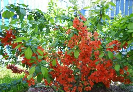 Айва декоративная кустарник описание