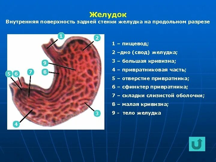 Внутренняя поверхность тела