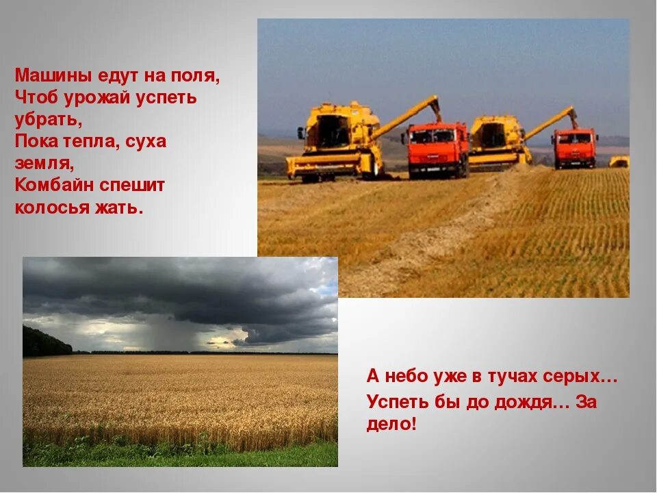 В какое время года убирают хлеб. Презентация как колосок на стол хлебом пришел. как хлеб к нам на стол пришел картинки. как хлеб на стол пришел картинки для детей. откуда к нам хлеб пришел.