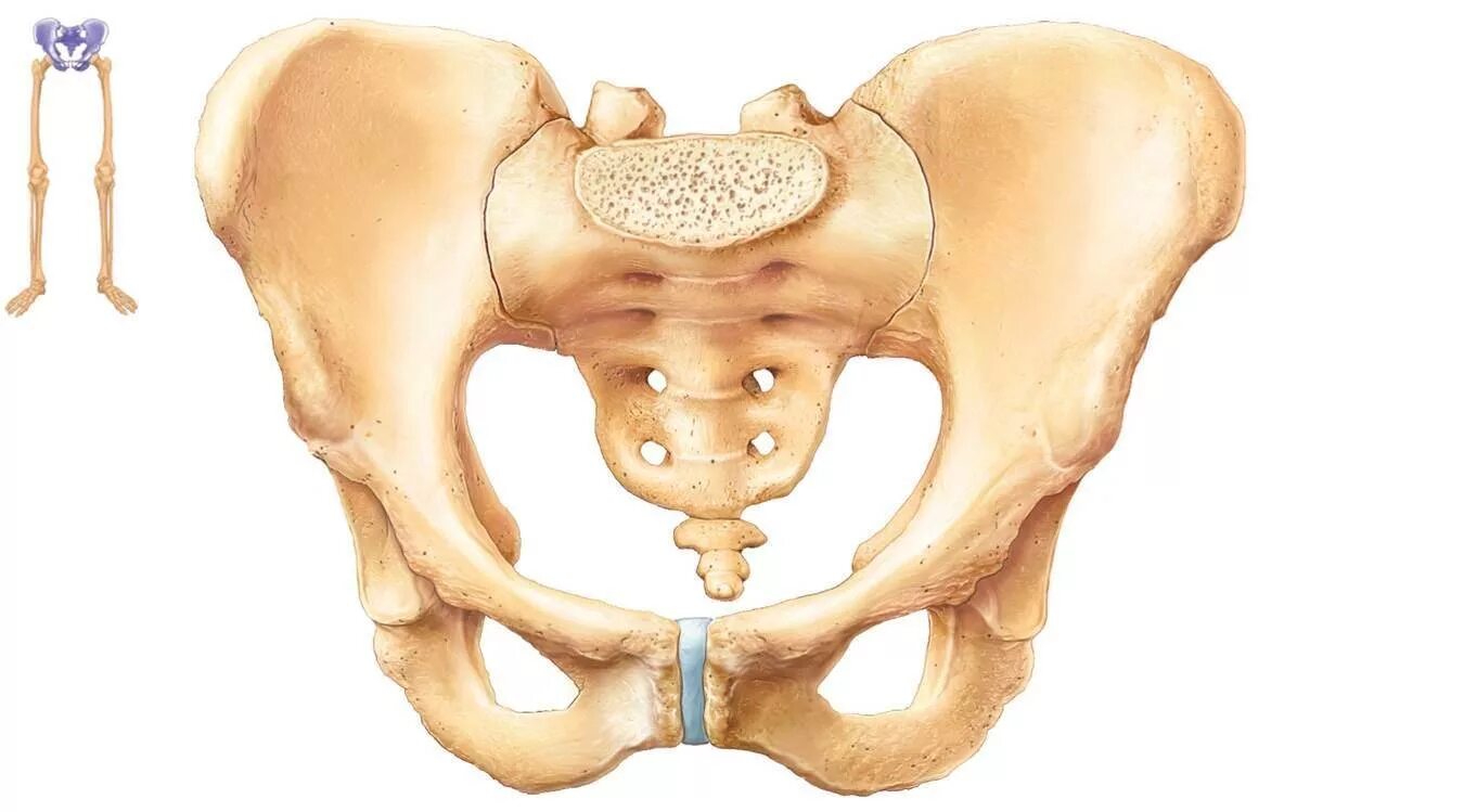 Анатомия костей таза лонная кость. Chanoq suyagi. Скелет таза и копчика. Подвздошная кость на скелете.