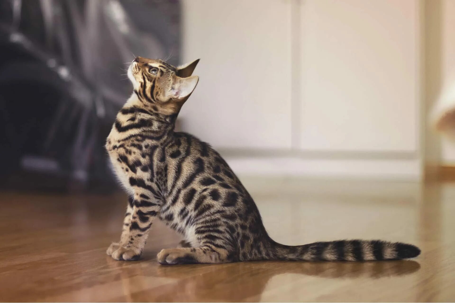 Бенгальская кошка описание породы фото. Бенгальская короткошерстная кошка. бенгальский кот серенгети. черепаховый бенгал. пепельный бенгал.