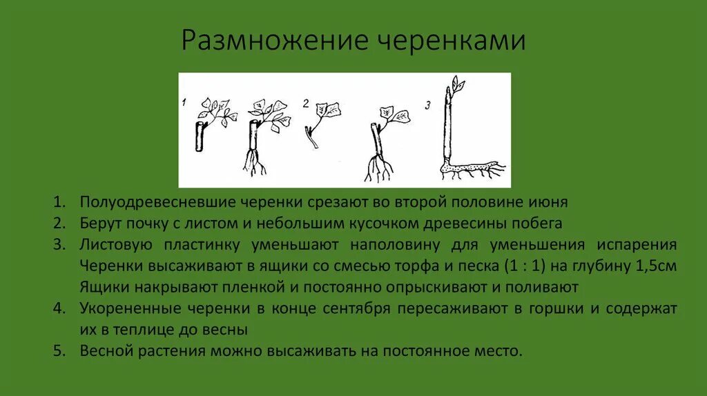 Размножение акации черенками. Размножение полуодревесневшими черенками. размножение стеблем. размножение спиреи прививкой. спирея размножение отводками.