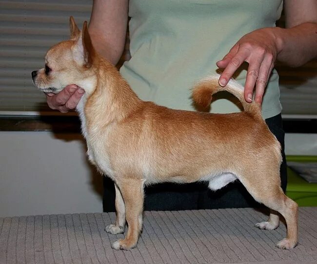 Собака чихуахуа вес