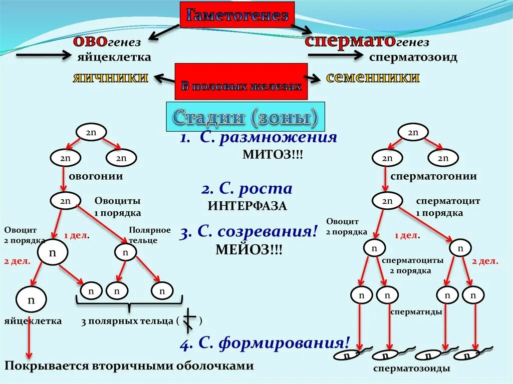 Образование мужских половых клеток