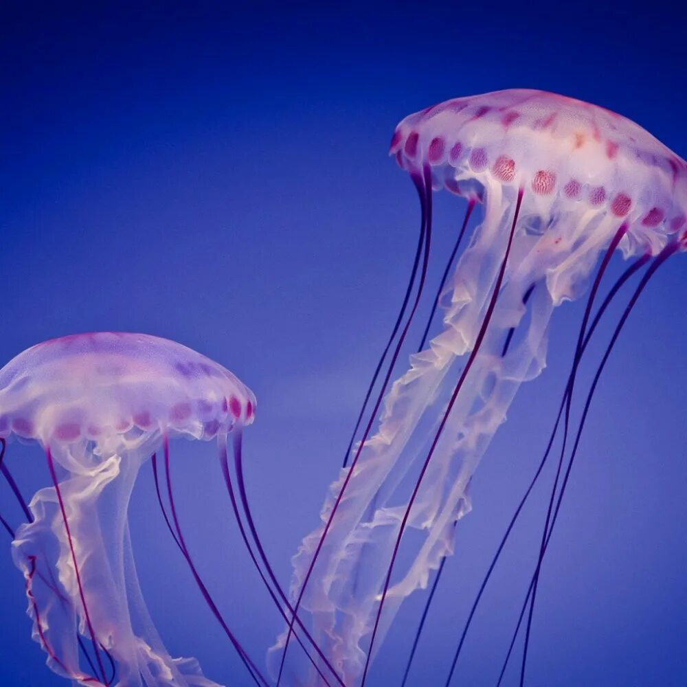 Медуза квинта. Сцифоидные медузы. Медуза волосистая цианея. Медуза работает. Пелагия ночесветка.