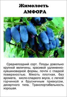 Сорта жимолости характеристики