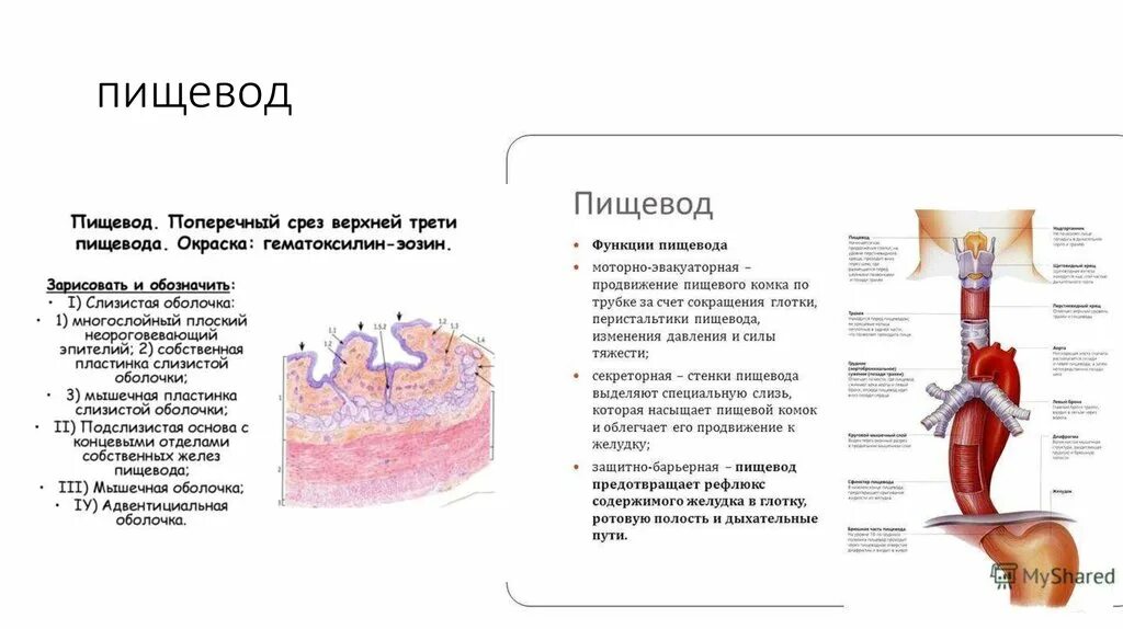 Нижний пищевод. Послойное строение пищевода. Схема строения стенки пищевода. Строение мышечной стенки пищевода. Строение оболочек стенки пищевода.